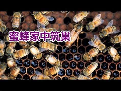 蜜蜂在家築巢 風水|【蜜蜂在家築巢風水】蜜蜂在家築巢風水好？壞？徵兆解碼，拆與。